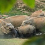 Anakulam Elephant Watch Safari