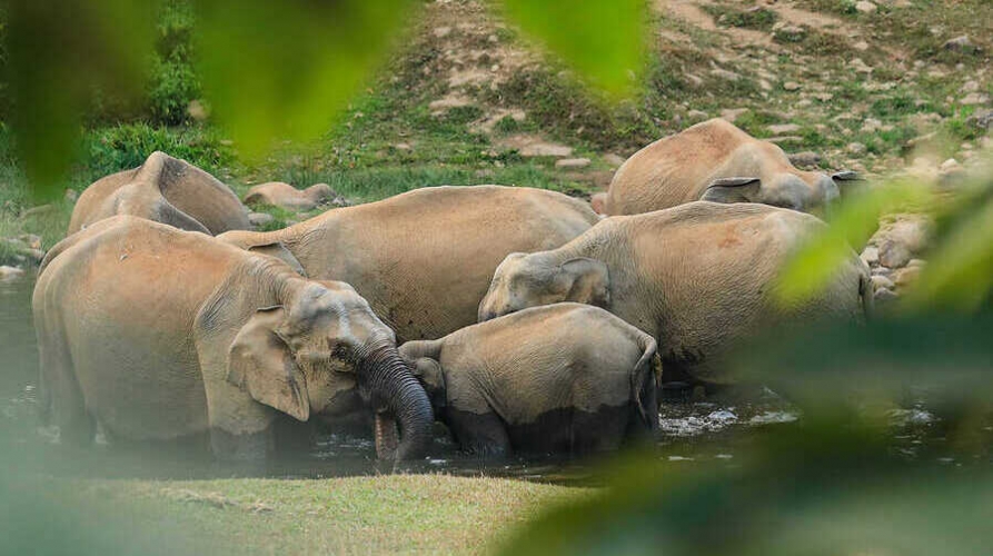 Anakulam Elephant Watch Safari