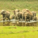 Anakulam Jeep Safari