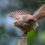 birdwatching in munnar