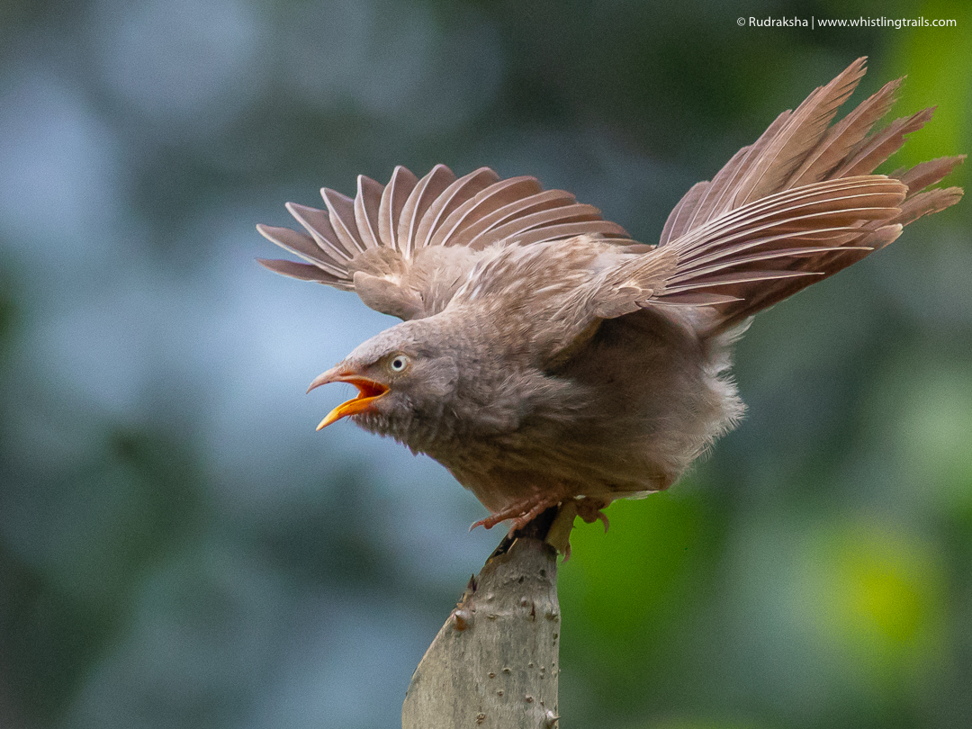 birdwatching in munnar