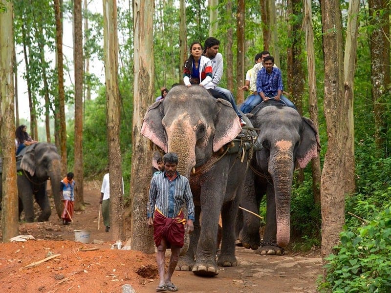 elephant park