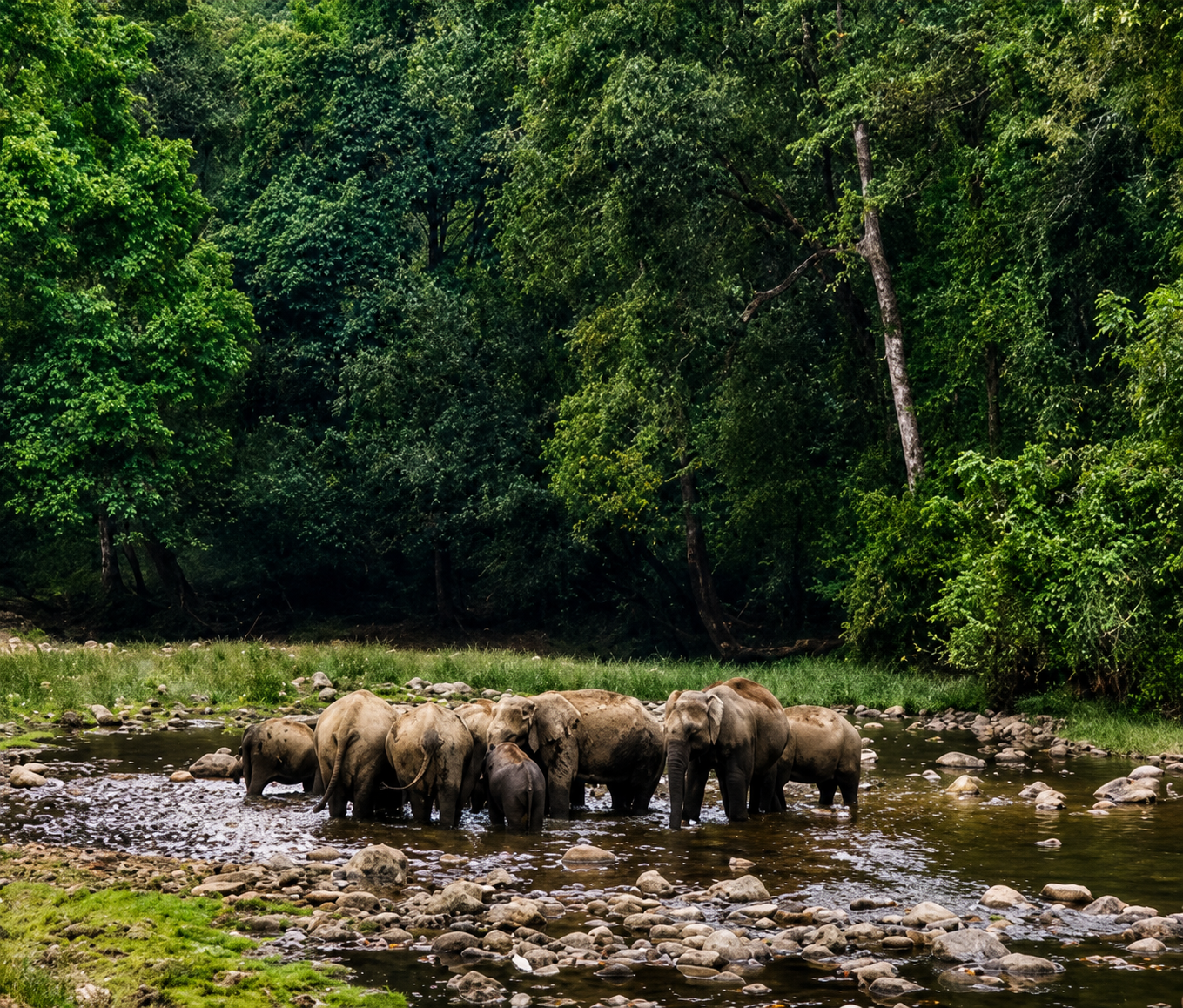 Wild elephant viewpoint at Anakulam Elephant Village